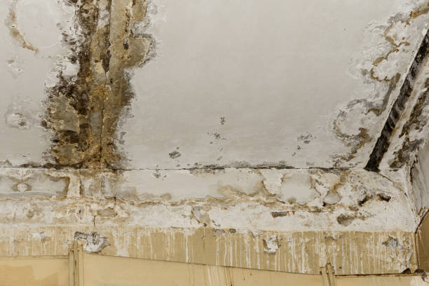 Best Industrial Mold Remediation  in Fallon, NV