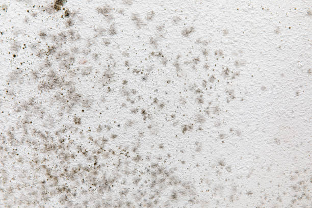 Best Mold Odor Removal Services  in Fallon, NV