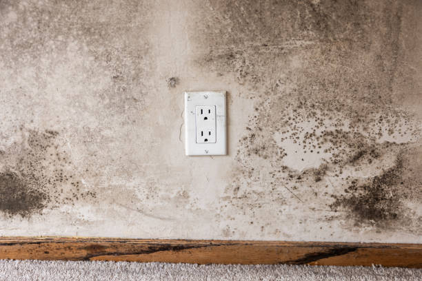 Best Post-Construction Mold Inspection  in Fallon, NV