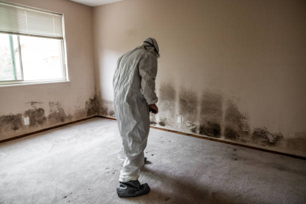 Best Mold Removal for HVAC Installations  in Fallon, NV